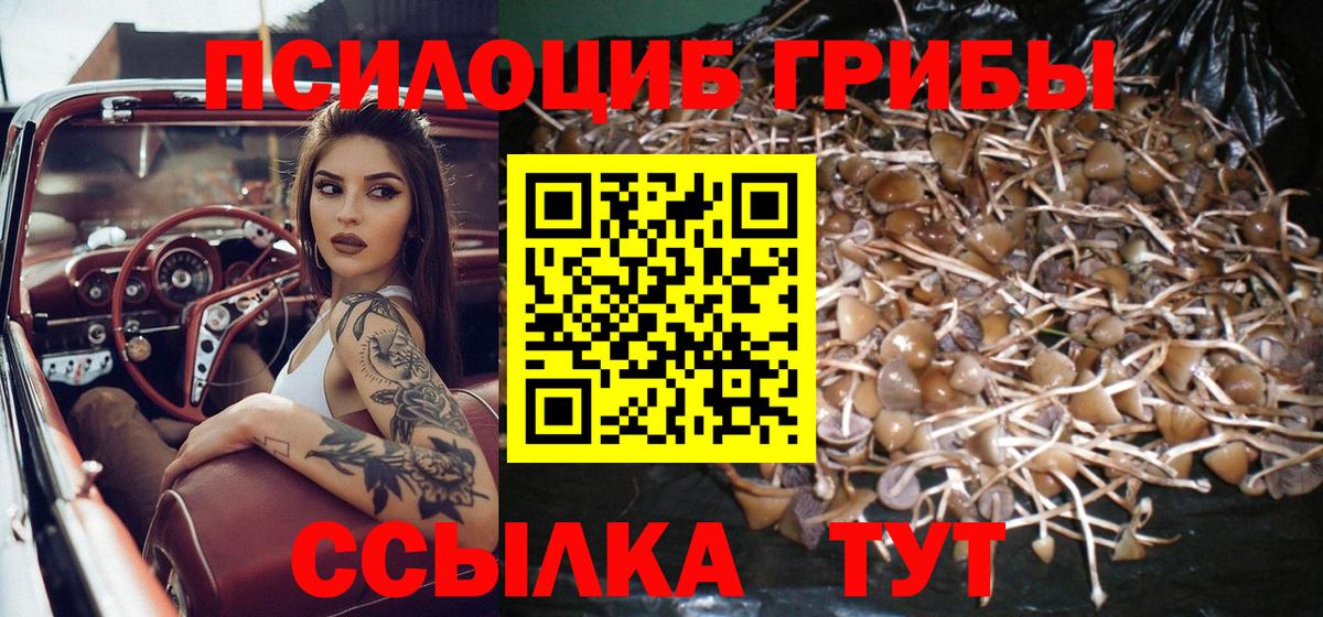 сколько стоит  Псилоцибиновые грибы Cubensis  Вход с VPN  Узловая 